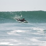 Perfect Balephuil Surf... A clients first time standing!